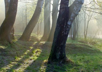 Утро весеннее...... / Петербург. Шуваловский парк. Май