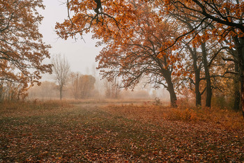 Осень в октябре. / осень,туман,рассвет
