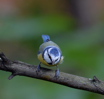 &nbsp; / осень, птицы