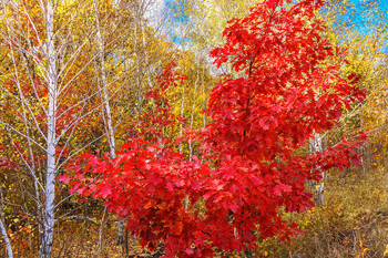 Октябрь во всей своей красе / Красный дуб. Своё название дуб получил из-за необычного свойства листьев: весной, когда только проклёвываются, они красного цвета, затем зеленеют, а осенью молодые деревья снова «окрашиваются» в красный.