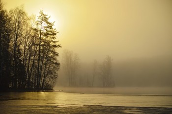 Утром туманным..... / Петербург. Осиновая Роща. Апрель