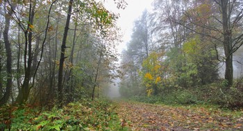 Октября туманы наяву / Дождь, легкий ветерок и туман в природном парке