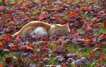 Октябрь во всей своей красе / И кот цвета осени