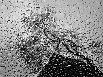 Сквозь капли дождя... / Воронеж, дождь, одинокое дерево у дома...