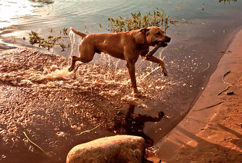 &nbsp; / собака выбегает из воды