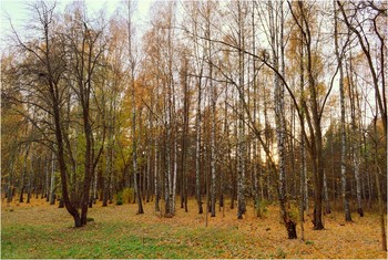 осенний вечер в берёзовой роще / ***