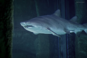 Акула / Акула