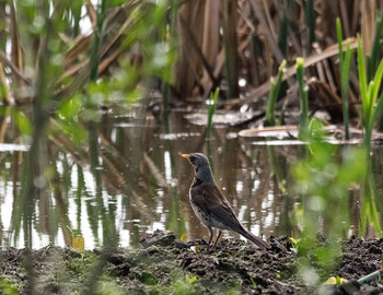 Лететь устал, а плавать не умею... / Дрозд-рябинник (Turdus pilaris)