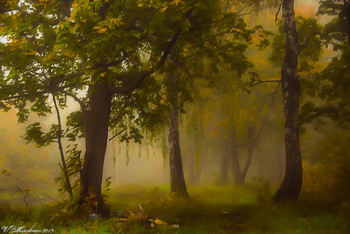 Утренний туман в дубовой роще / снято ранним утром