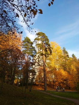 Осенний пейзаж / Мобильное фото