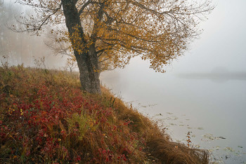 &nbsp; / рассвет,туман,река,
дерево