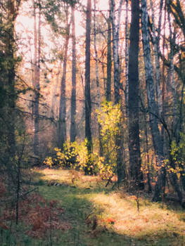 Солнце в лесу / Xiaomi 4X