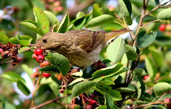 Вкусная ягодка / Летом на природе