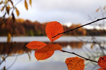 Хокку об осени / Лист летит на лист,
Все осыпались, и дождь
Хлещет по дождю.