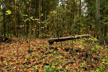 &quot;И лес уставший осенью пропах ...&quot; / Октябрь в лесу ...
