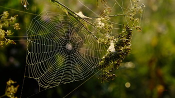 Творчество паука. / Красивая паутина в поле.