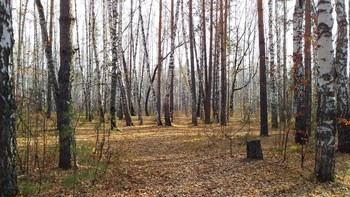 Осенний лес / теплая осень - прекрасное время для прогулок