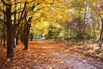 осенний парк / Октябрь.Золотые клены в городском парке.