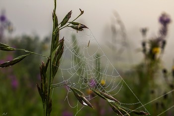 Паутинка / На рассвете,туман