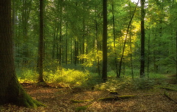Лучик солнца / Пейзаж утреннего леса. Зарисовка