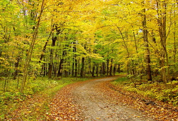 осень кленового леса / Онтарио, Канада
