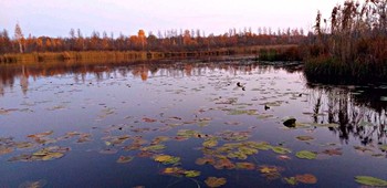 ОСЕННИЙ ВЕЧЕР / Есть в светлости осенних вечеров
Умильная, таинственная прелесть:
Зловещий блеск и пестрота дерев,
Багряных листьев томный, легкий шелест,
Туманная и тихая лазурь ....