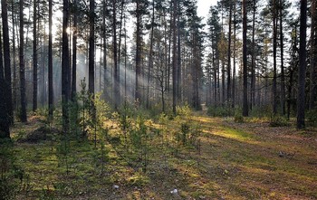 &nbsp; / В утреннем лесу