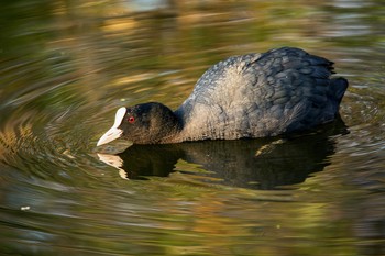Лысуха / лысуха