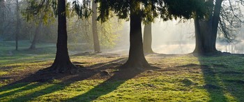 Утро у пруда...... / Петербург. Шуваловский парк. Июнь