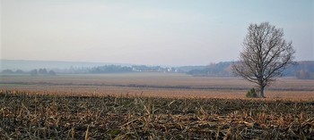 Русаковичи / утро