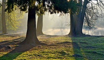 Утро у пруда...... / Петербург. Шуваловский парк. Июнь