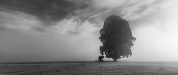 &nbsp; / Nebelstimmung am Wallersee