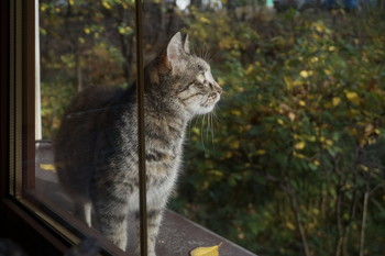 Котик и Солнечный свет / Timiryazev park, Koptevo neighborhood, Moscow, Russia