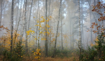 В утреннем тумане / Лесные тропы