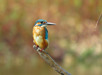 Обыкновенный зимородок (Common Kingfisher) / Зимородок