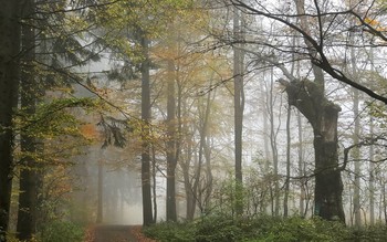 В природном парке туман.. / Раннее утро после дождя