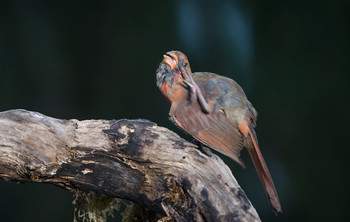 Northern Cardinal (female-juvenile) / Красный кардинал (самка-подросток)
Случайно удалось запечатлить довольно интерестный момент, 
ранее подобное не замечал за птицами,хотя подобное кошки и собаки проделывают постоянно)