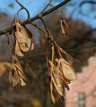 &nbsp; / Про осенний клен...