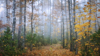 Лесная дорожка / Осенний туман
