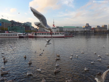 Alster Hamburg / Озеро Альстер. Alster Lake. 
http://fotokto.ru/id156888/photo?album=62939 Альбом &quot;Птицы&quot;
https://www.youtube.com/watch?v=b5vziYLabQ4&amp;feature=youtu.be
http://fotokto.ru/id156888/photo?album=66725
Alster Video: https://www.youtube.com/watch?v=YdvFUdm0nQ0&amp;feature=youtu.be Alster Video: https://www.youtube.com/watch?v=NtnlTtRceUs&amp;list=UUEOp3amNaNT0205lPmdFi8w&amp;index=6 Alster Video: https://www.youtube.com/watch?v=shvDCXIyNb0 Instagram: https://www.instagram.com/nina.yudicheva/channel/