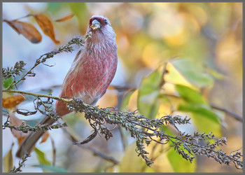 Любитель полыни / Урагус