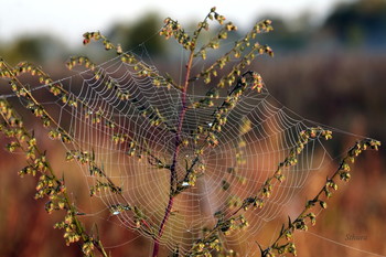 Мир паука. / Паутина в поле.