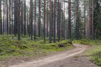 Извилистая дорога / Утро в сосновом бору