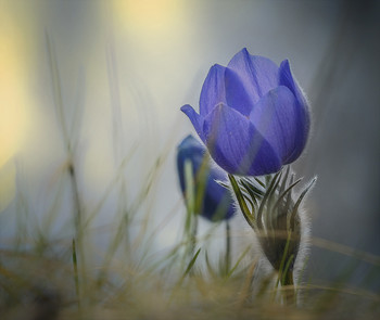 Сон трава. / весенний первоцвет, Тульская обл.