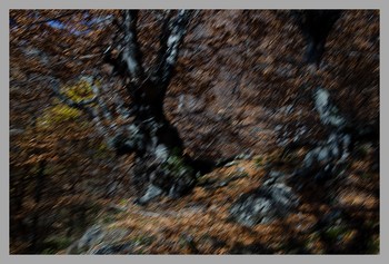 Осенний лес / Снято через окно мчащегося по горной дороге джипа на Демерджи