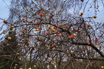 Последний аккорд осени / Украшения.