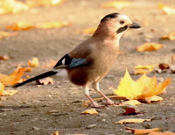 Осень, сойка / Осень, сойка