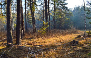 осень нас балует / конец октября