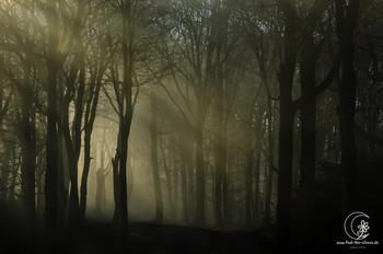 Nebelwald / Ein wunderschöner Morgen in meinem Wald, eigentlich war es neblig und dunkel. Aber plötzlich kam die Sonne durch und der Wald erstrahlte in einer besonderen Stimmung.