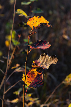 Метаморфозы осени / Освещённые солнце листья